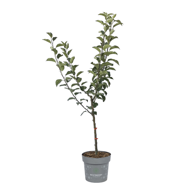 4-Sorten-Apfel Shosha