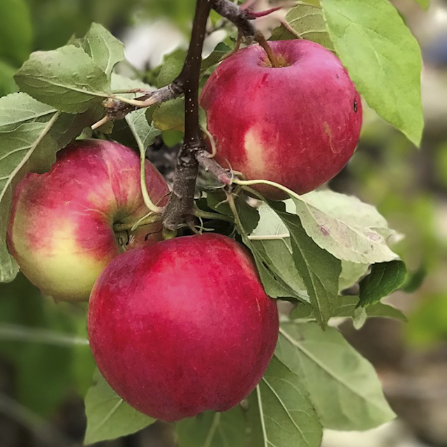 4-Sorten-Apfel Shosha