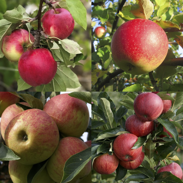 4-Sorten-Apfel Shosha