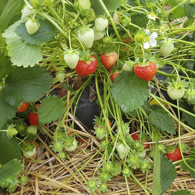 Erdbeere Nintai