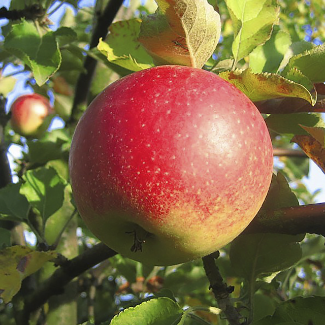 4-Sorten-Apfel Shosha