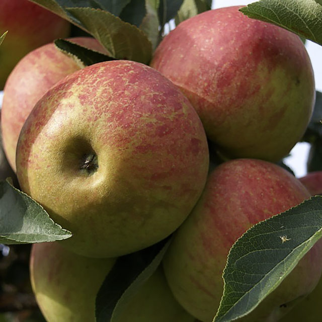 4-Sorten-Apfel Shosha
