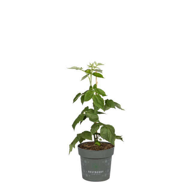 Sallys Herbsthimbeere Natsu