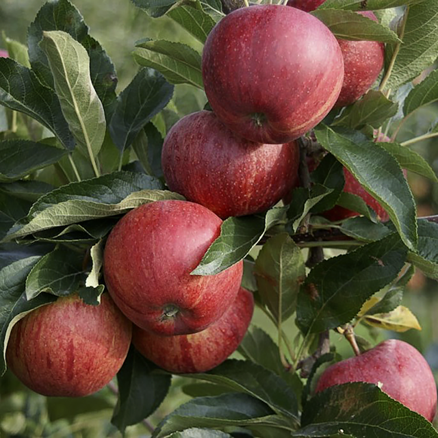 4-Sorten-Apfel Shosha