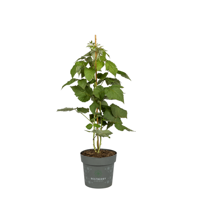 Sallys stachellose Sommerhimbeere Nara